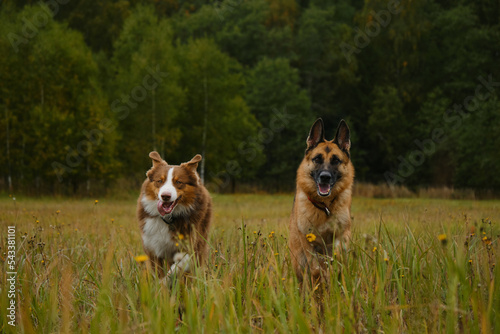 Fototapeta Naklejka Na Ścianę i Meble -  Two active and energetic purebred dogs running merrily forward with tongues sticking out. Australian and German Shepherd on walk in autumn field. No people. Concept of pets unity with nature.