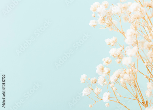 Beautiful flower background of pastel gypsophila flowers. Flat lay, top view. © gitusik