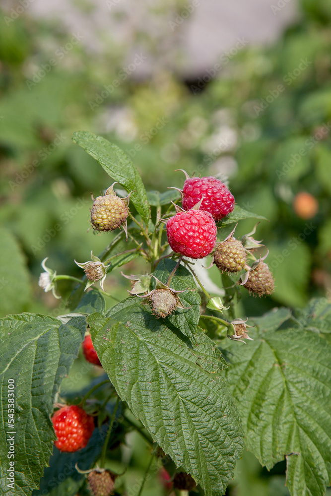 Ripe and unripe raspberry in the fruit garden. Growing natural bush of raspberry. Branch of raspberry in sunlight.. Ripe and unripe raspberry in the fruit garden. Growing natural bush of raspberry. Branch of raspberry in sunlight..