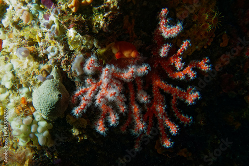 Precious coral or Red coral (Corallium rubrum) in Mediterranean Sea photo