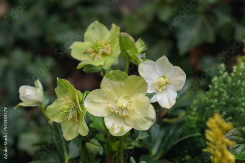 White christmas rose blosssoms (Helleborus niger). photo