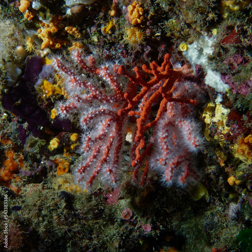 Precious coral or Red coral (Corallium rubrum) in Mediterranean Sea