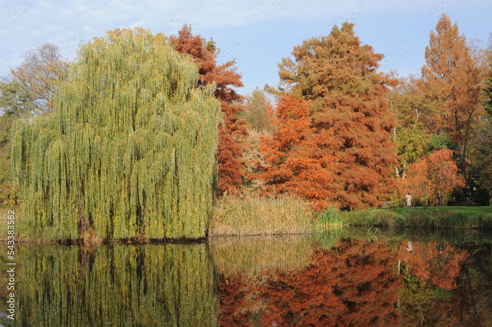 Colorful autumn leaves during foliage reflecting in a lake in a park and garden during Polish Golden Autumn season in Poland, Europe Colorful autumn leaves during foliage reflecting in a lake in a park and garden during Polish Golden Autumn season in Poland, Europe