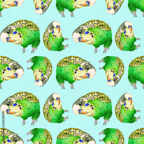 seamless pattern with green budgies photo