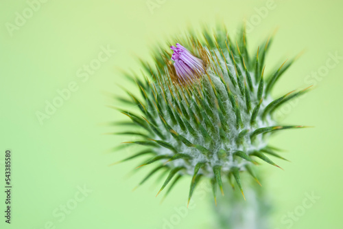 Close up of Cotton thistle flower
Flowering Cotton thistle flower on a green blurred background with copy space for text.
