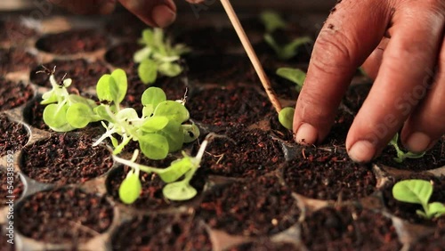 Farmer or agriculturist put the young of tobacco tree in black plastic seedling tray, tobacco season agriculture in thailand. Growth plant concept.