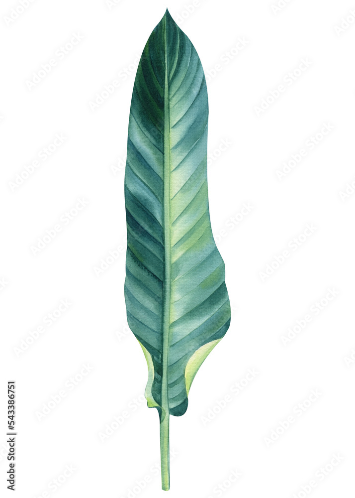 Palm leaf on white background, watercolor botanical painting, jungle design Palm leaf on white background, watercolor botanical painting, jungle design