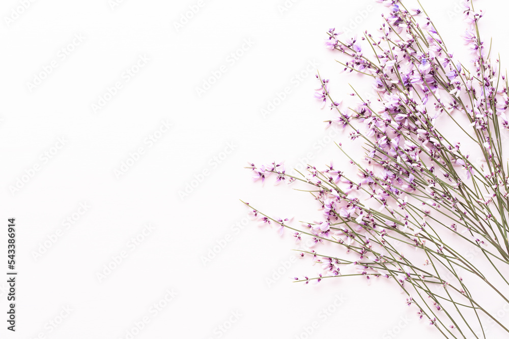 Flowers composition. Pink flowers on pink background. Easter, spring concept. Greeting card.