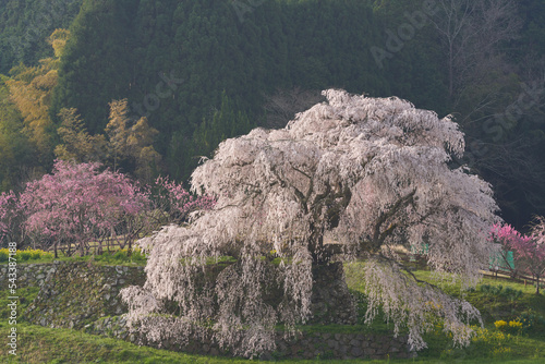 Matabe cherry blossoms in full bloom photo