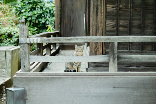 神社の拝殿の浜縁から見つめてくる猫