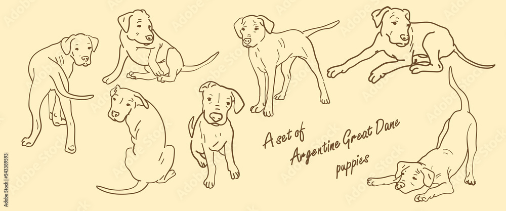 A set of Argentine Great Dane in different poses. Line graphics on a light background. Suitable for printing on paper and textiles. Gift wrapping, clothing. A set of Argentine Great Dane in different poses. Line graphics on a light background. Suitable for printing on paper and textiles. Gift wrapping, clothing.