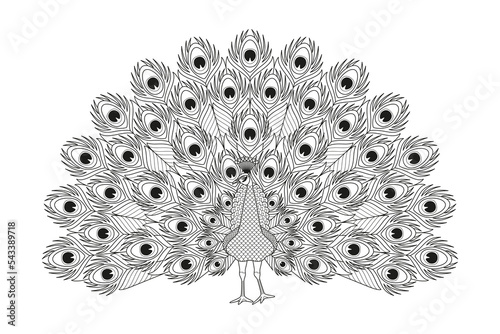 Ornamental peacock. Beautiful bird with feathers isolated on white background