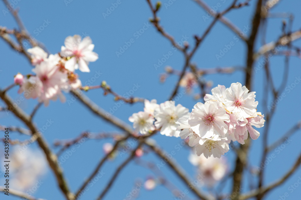 公園の秋に咲く桜 公園の秋に咲く桜