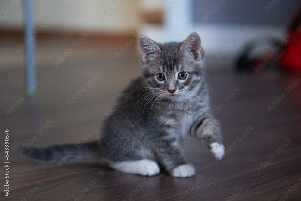 Sweet tabby kitten sitting on a floor