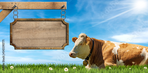 Empty wooden sign hanging on a metal chain on a pole with copy space and a brown and white dairy cow with cowbell on a green pasture, green grass, flowers, blue sky with clouds and sunbeams. photo