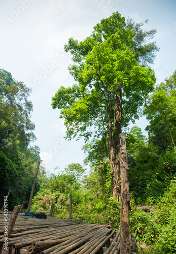 The old tree at Lung Nieng waterfall  Dak Nong  Vietnam