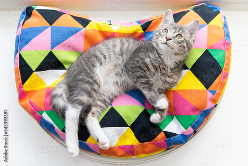 Tabby kitten on a colorful pillow 3