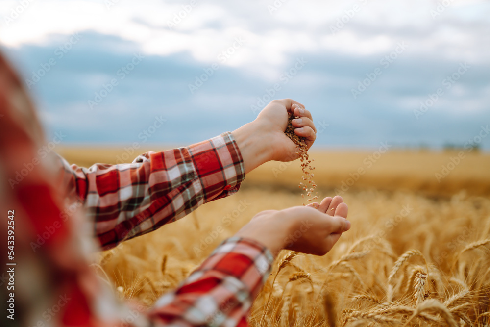 The Hands Of A Farmer Close-up Holding A Handful Of Wheat Grains In A Wheat Field. Agricultural growth and farming business concept. The Hands Of A Farmer Close-up Holding A Handful Of Wheat Grains In A Wheat Field. Agricultural growth and farming business concept.