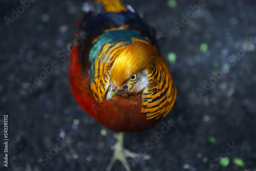 Colorful pheasant bird close up