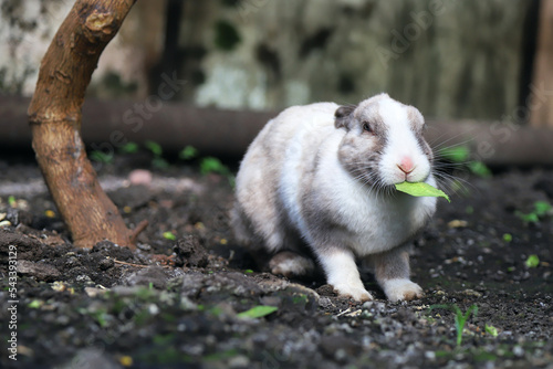 Rabbit chewing on a tree leaf