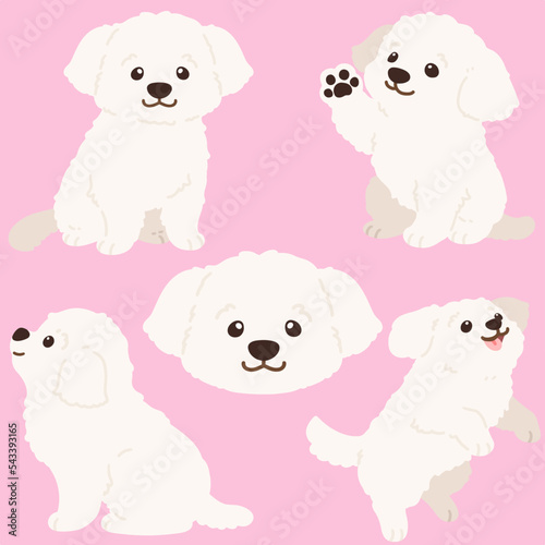 Flat colored simple and adorable white Maltese dog illustrations
