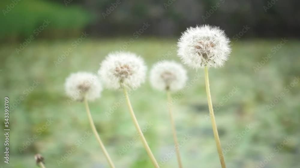 風に揺れるタンポポの花と綿毛、スローモーション
風に揺れるタンポポの花と綿毛、スローモーション