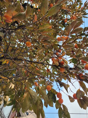 A persimmon