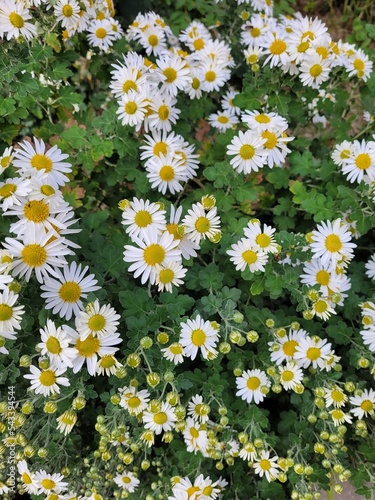 The white flower