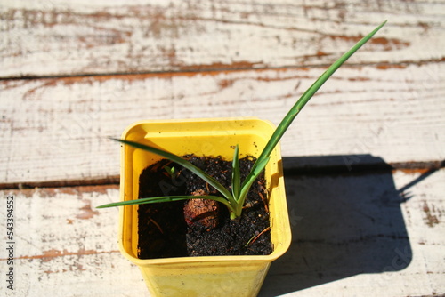 yucca jukka juka ogrodowa photo