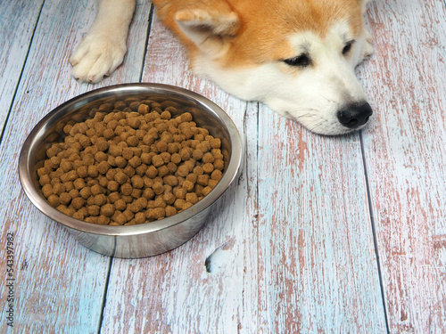 Big red dog gets bored of food