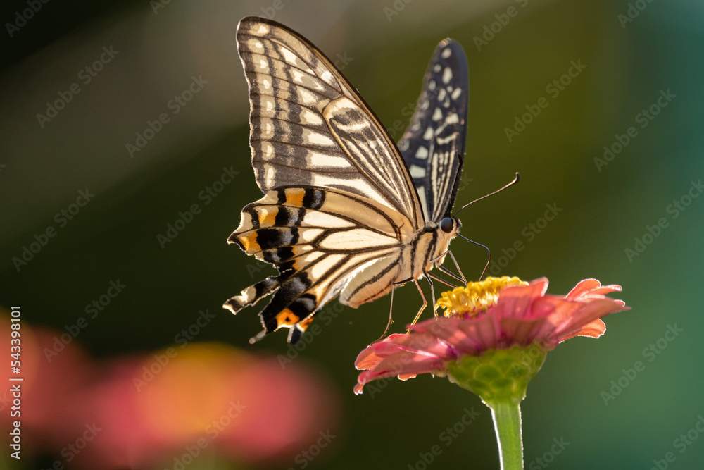 Obraz premium 花に止まるアゲハチョウ