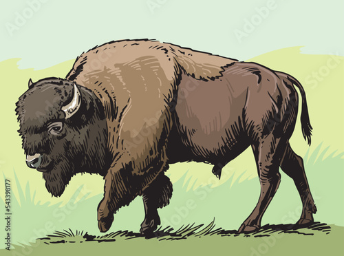 American Bison, buffalo. Hand drawn illustration.