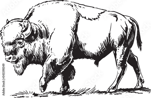 Bison, buffalo. Hand drawn illustration.