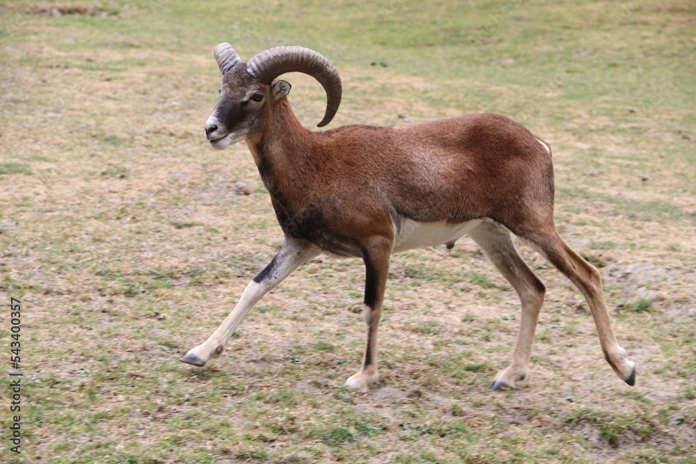 Fototapeta premium Galopujący muflon.