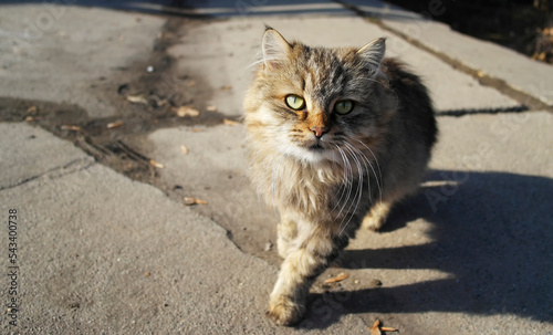 Homeless cat on the road. Cat portrait. Cute cat
