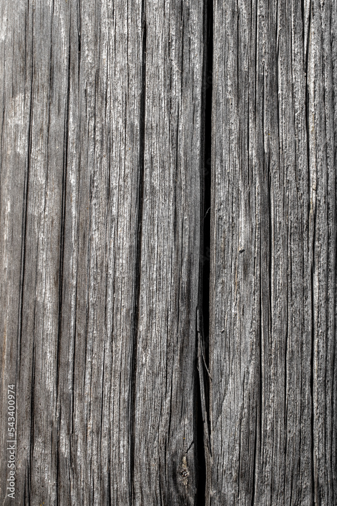 Vertical fibers of an old board close-up. Knots and fibers on an old board. The board dries out and cracks over time. Knots and mold on the weathered part of the board. Vertical fibers of an old board close-up. Knots and fibers on an old board. The board dries out and cracks over time. Knots and mold on the weathered part of the board.