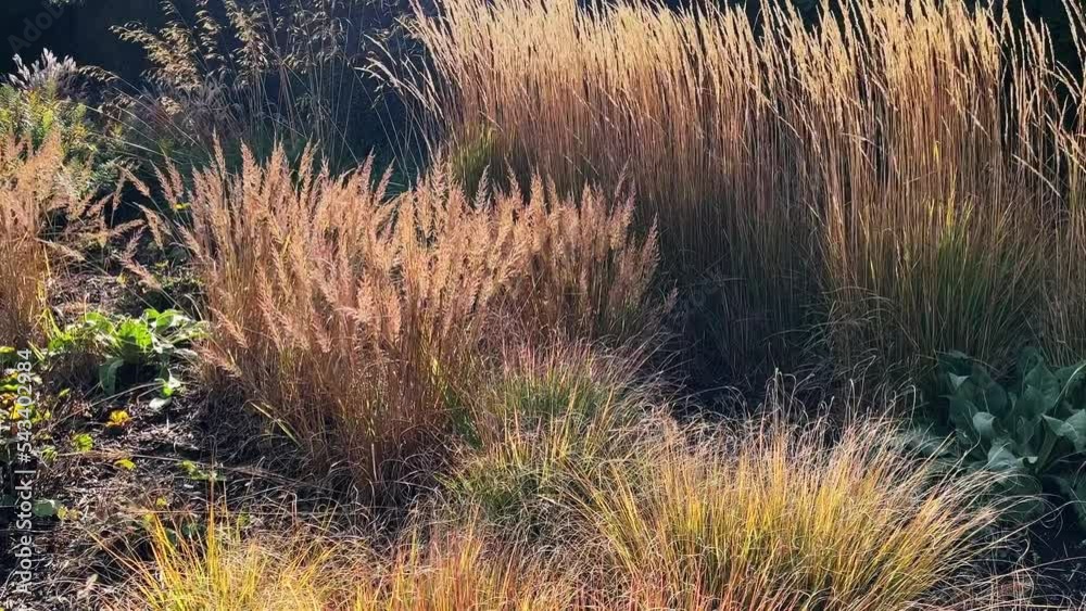 Ornamental grass, plant moving slowly in the wind with the sunlight shining through. Ornamental grass, plant moving slowly in the wind with the sunlight shining through.