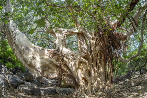centenary old fig tree