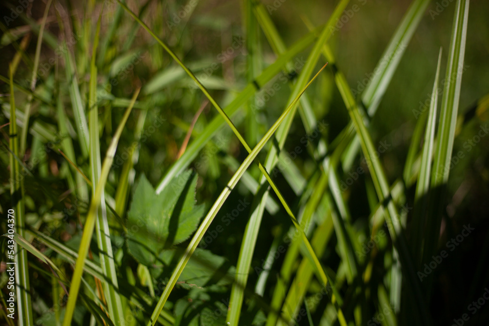 Green grass in sunlight. Plants in summer. Grass in nature. Green grass in sunlight. Plants in summer. Grass in nature.