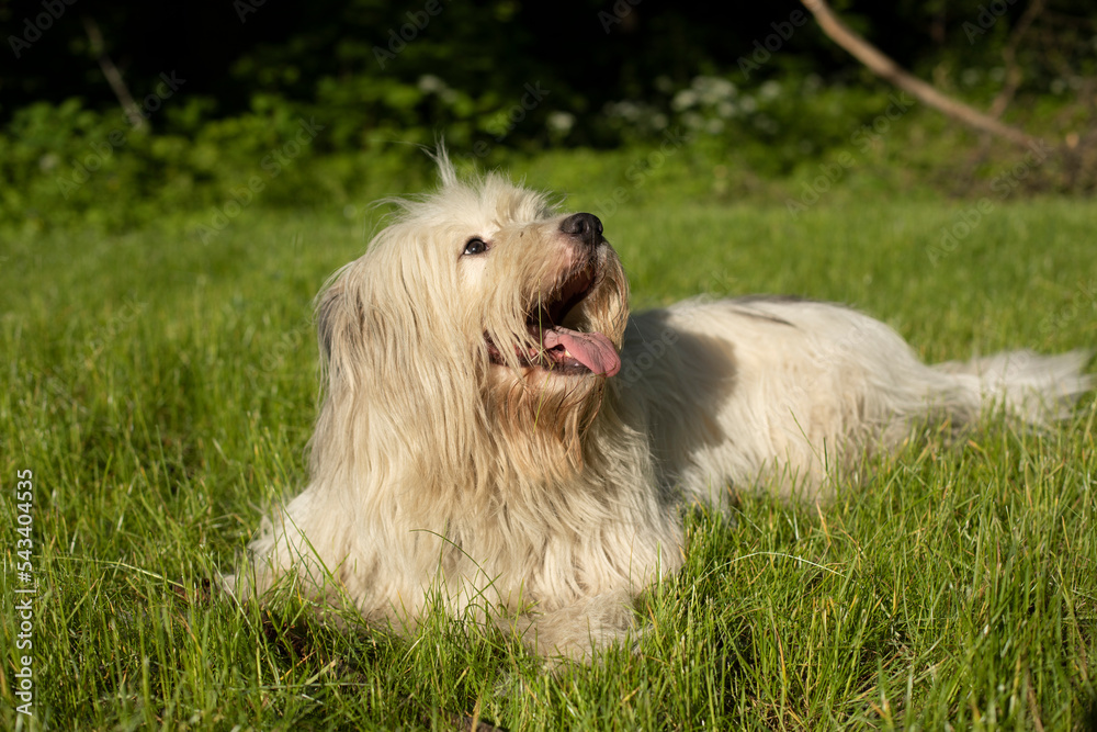 Dog lies on grass. Long coat. White dog on street. Dog lies on grass. Long coat. White dog on street.