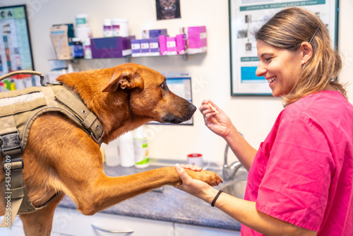 Obraz na plátně Veterinary clinic, veterinary woman rewarding the dog in the routine control wit