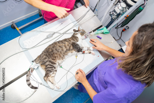 Veterinary clinic  cat on the operating table with the nurses looking at him before the operation