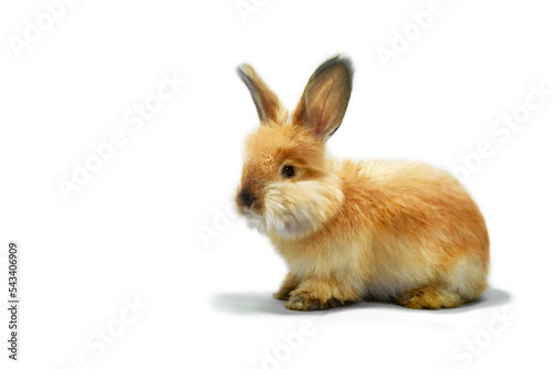Cute little red rabbit on a lilac background, looking curious. Charming pet. Easter bunny, red rabbit for advertising, copy space. © наталья саксонова