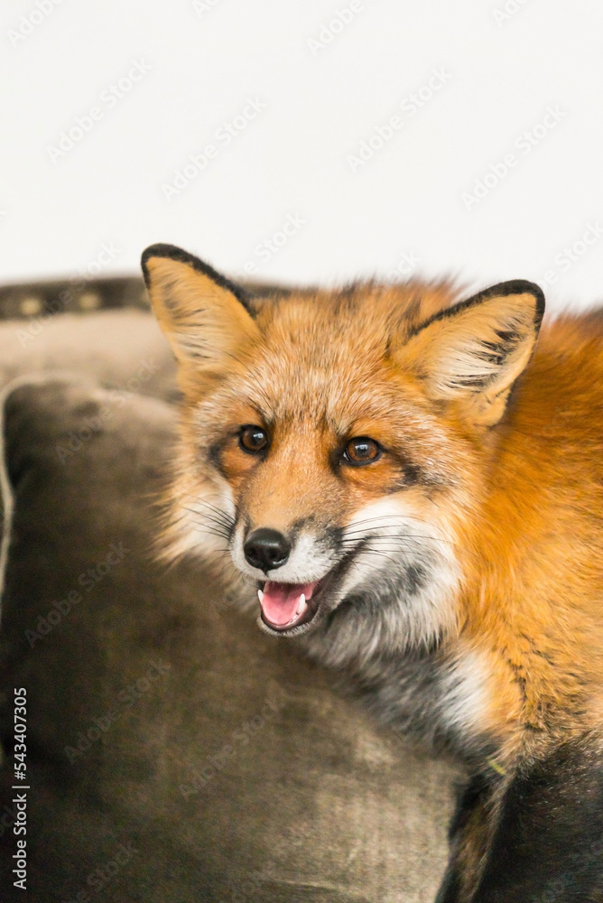 Fototapeta premium red fox on luxury sofa
