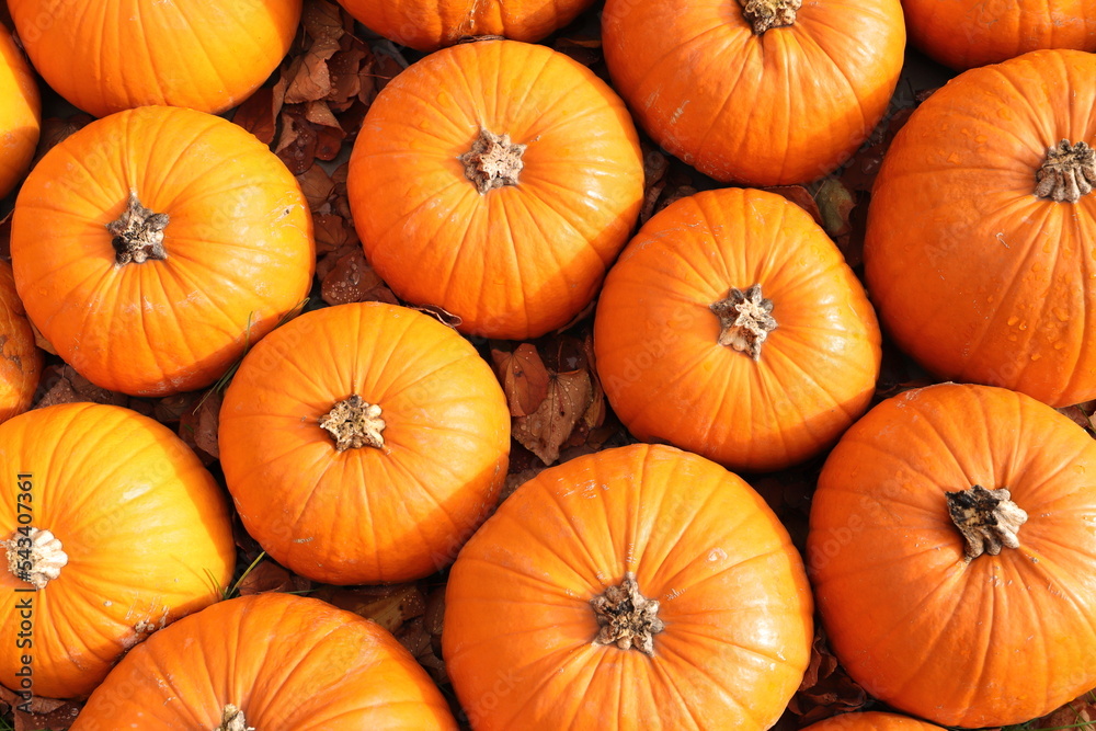 fresh pumpkins are lying in the straw fresh pumpkins are lying in the straw