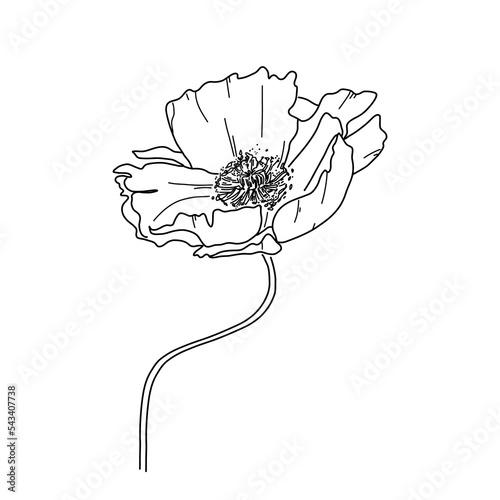 Poppy line illustration. anemone flower in black and white. Vector botanical line art graphic. Ideal for Poster and Print.