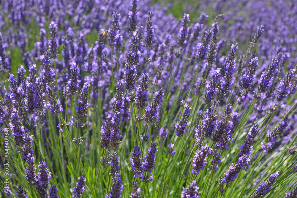 Obraz premium Purple lavender field in flower