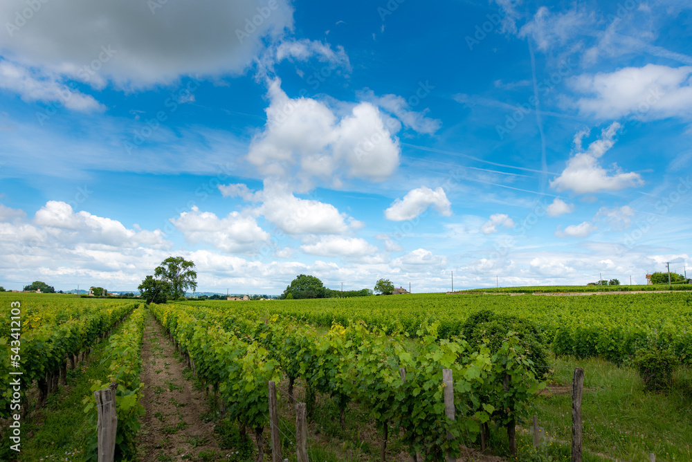 Naklejka premium 유럽 프랑스 생떼밀리옹 사진