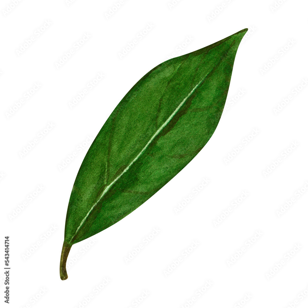 Watercolor bay leaf. Hand draw bay leaves illustration. Herbs object isolated on white background. Laurel sprig of laurel tree herbs