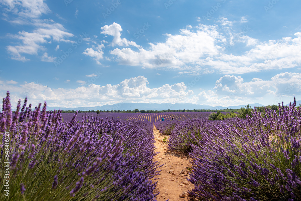 Naklejka premium 유럽 프랑스남부 발롱솔 라벤더 사진